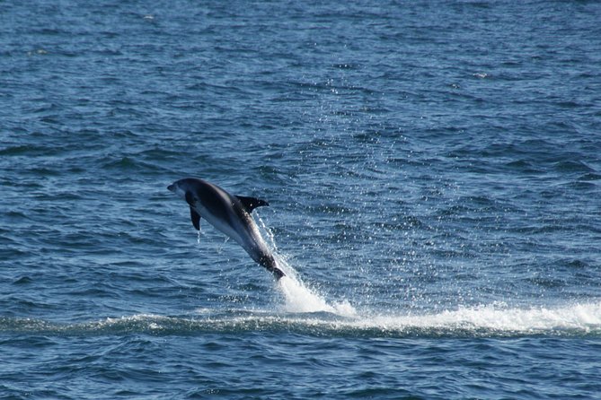 Icelandic Horse Riding and Whale Watching Cruise from Reykjavík - Best Season Notes: What Affects Whale Sightings