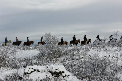 Icelandic Horse Riding and Whale Watching Tour from Reykjavik - Icelandic Horses and the Tölt Gait: Why This Ride Feels Easier