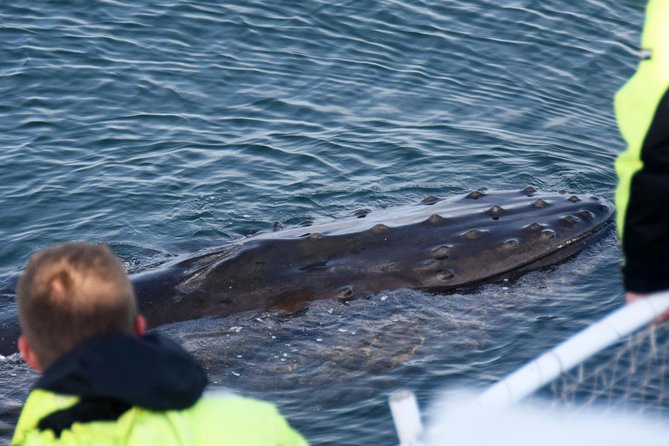 Icelandic Horse Riding and Whale Watching Tour from Reykjavik - When Fog Rolls In: The Re-Try Ticket and Whale-Watching Reality