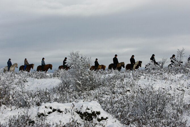 Icelandic Horse Riding and Whale Watching Tour from Reykjavik - Icelandic Horses and the Tölt Gait: Why This Ride Feels Easier