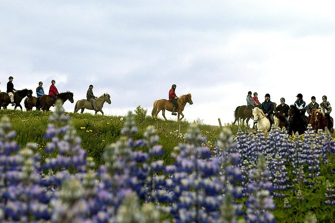 Icelandic Horseback Riding Tour Including Pick Up from Reykjavik - Should you book Laxnes Horse Farm from Reykjavik?