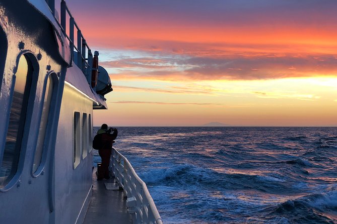 Magical Whales in the Midnight Sun | from Reykjavik - Why midnight sun whale watching from Reykjavik feels different