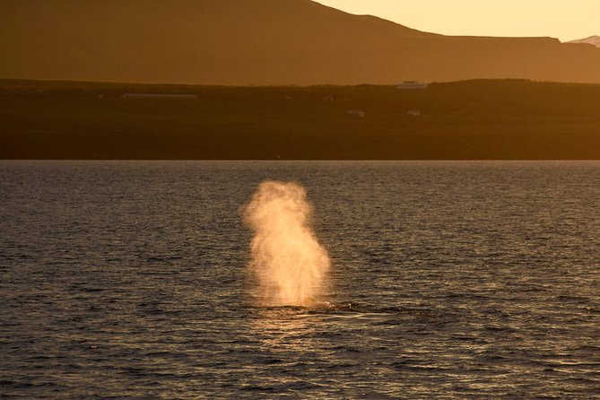 Magical Whales in the Midnight Sun | from Reykjavik - Warm coveralls, indoor spaces, and staying comfortable in Iceland summer
