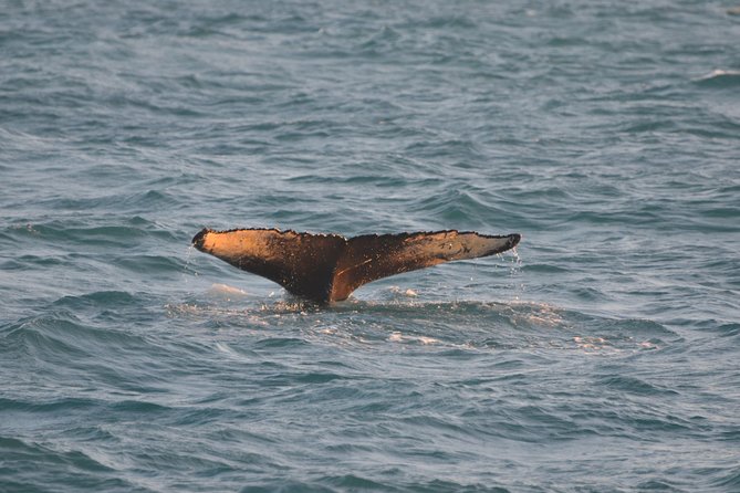 Magical Whales in the Midnight Sun | from Reykjavik - The onboard show and guide commentary: what it adds to your sightings