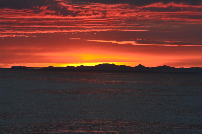 Magical Whales in the Midnight Sun | from Reykjavik - Which animals you’re most likely to see (and what “success” means here)
