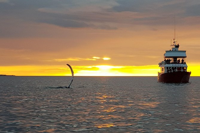 Magical Whales in the Midnight Sun | from Reykjavik - Price and value check: is $105 reasonable for midnight sun whale watching?