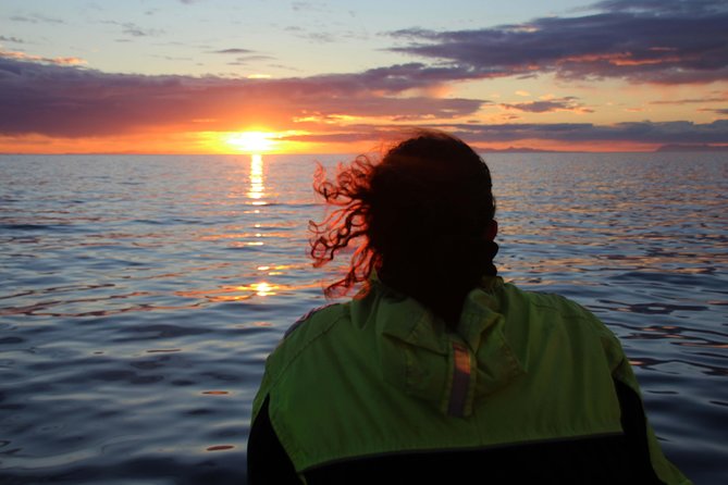 Midnight Sun Whale Watching from Reykjavik - Midnight sun light plus marine mammals: why this trip works