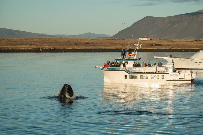 Midnight Sun Whale Watching from Reykjavik - The on-water plan: heading for Faxaflói Bay