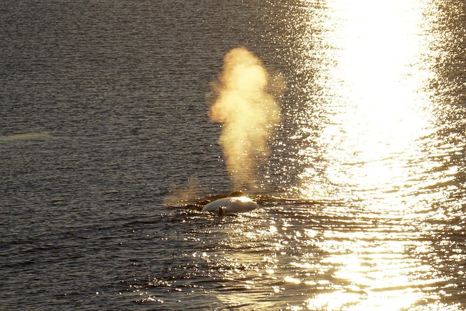 Midnight Sun Whale Watching from Reykjavik - Stop 2 at Special Tours: a quick regroup before you fully launch