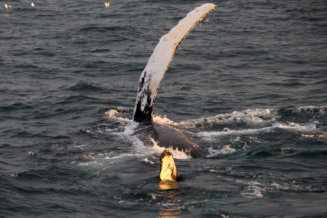Midnight Sun Whale Watching from Reykjavik - Spotting whales in summer light: what the guide actually helps with
