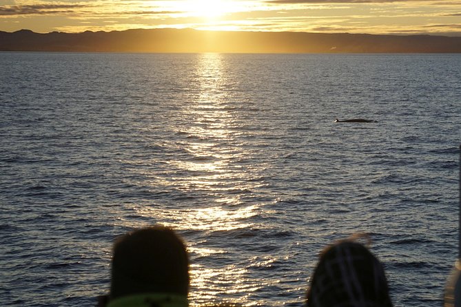 Midnight Sun Whale Watching from Reykjavik - Food, drinks, and what to pack for a 9pm return