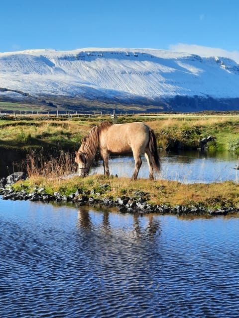 North Iceland: Horseback Riding Tour - Key Highlights at a Glance