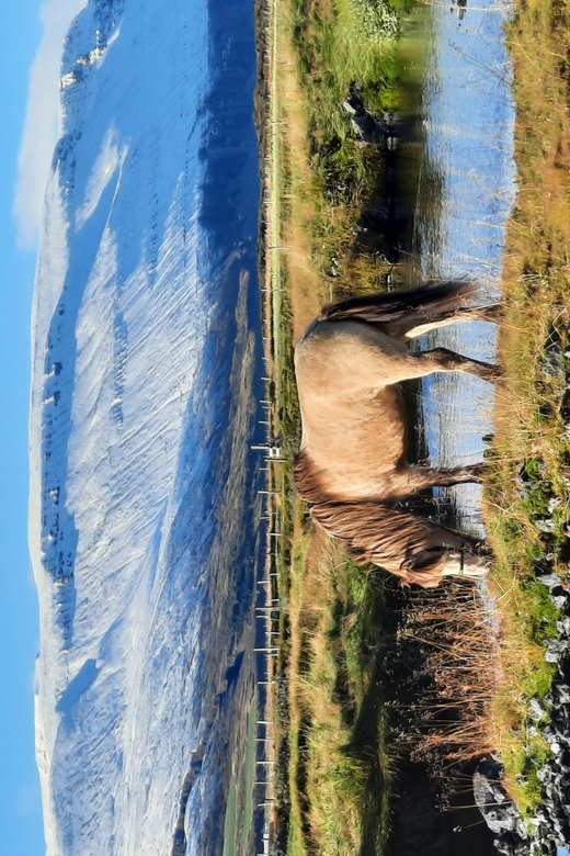North Iceland: Horseback Riding Tour - Beginner vs. Advanced: Where This Tour Works for Both
