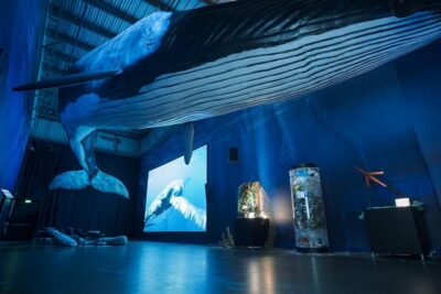 Northern Lights by Boat with a Backup Plan from Reykjavik - When the Aurora Plays Hide-and-Seek: The Whales of Iceland Backup