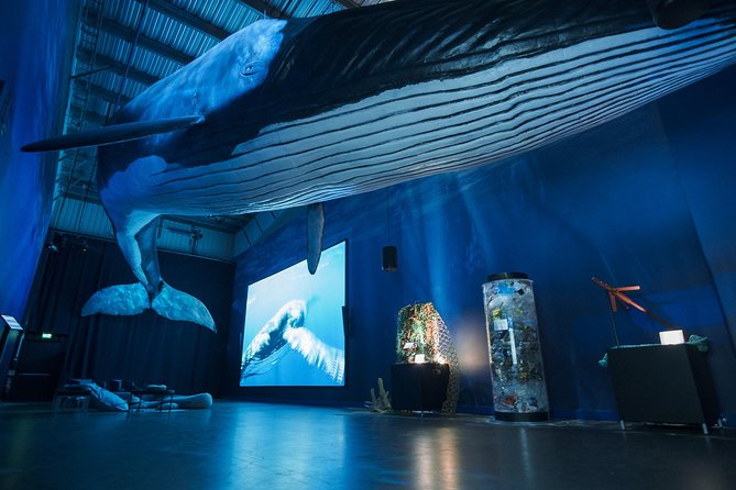 Northern Lights by Boat with a Backup Plan from Reykjavik - When the Aurora Plays Hide-and-Seek: The Whales of Iceland Backup