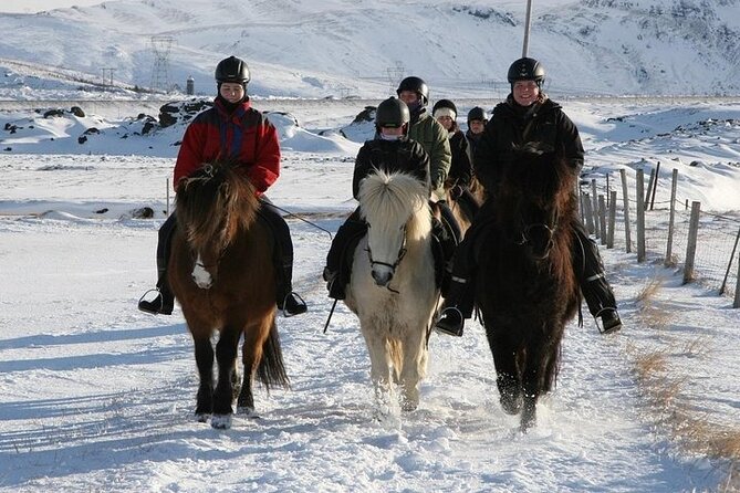 One-Hour Horseback Riding Tour in the Icelandic Countryside - Small groups, the 120 kg weight limit, and who it suits best