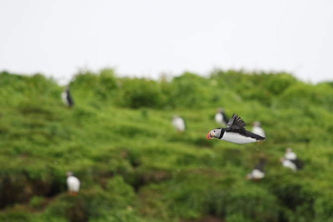 Premium Small-Group Puffin & Bird Watching tour from Reykjavík - Key highlights worth planning around