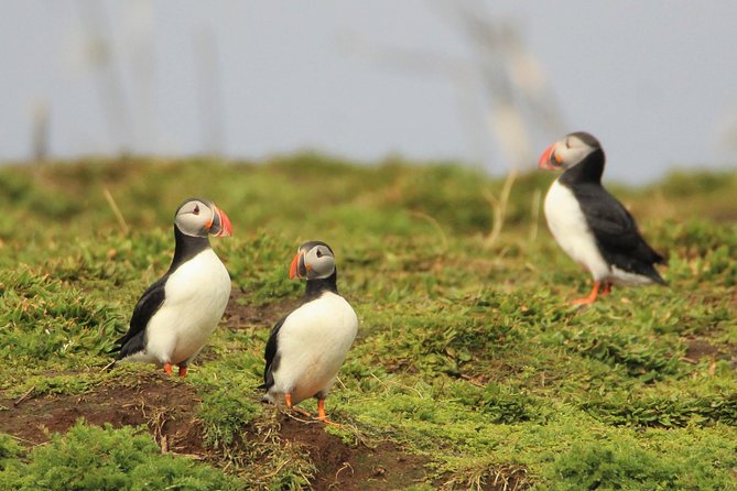 Premium Small-Group Puffin & Bird Watching tour from Reykjavík - From ticket office to boat in Old Harbour