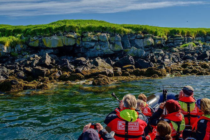 Premium Small-Group Puffin & Bird Watching tour from Reykjavík - Timing your day: seasonal best and multiple departures