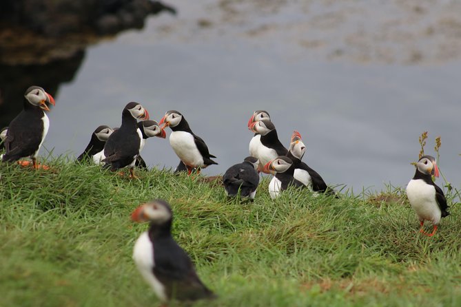 Premium Small-Group Puffin & Bird Watching tour from Reykjavík - Faxaflói Bay birding: what you’re really buying with this hour