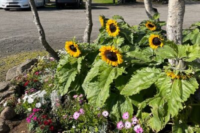 Private Guided Tour Golden Circle & Friðheimar Greenhouse Iceland - Your Day Starts in Reykjavik: Pickup, Car Comfort, and a Clear Plan