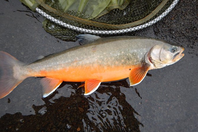 Private Lake and River Fishing Tour from Reykjavik - Expert guidance that turns casting into technique