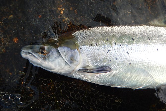 Private Lake and River Fishing Tour from Reykjavik - Price and value: what $768.94 buys you