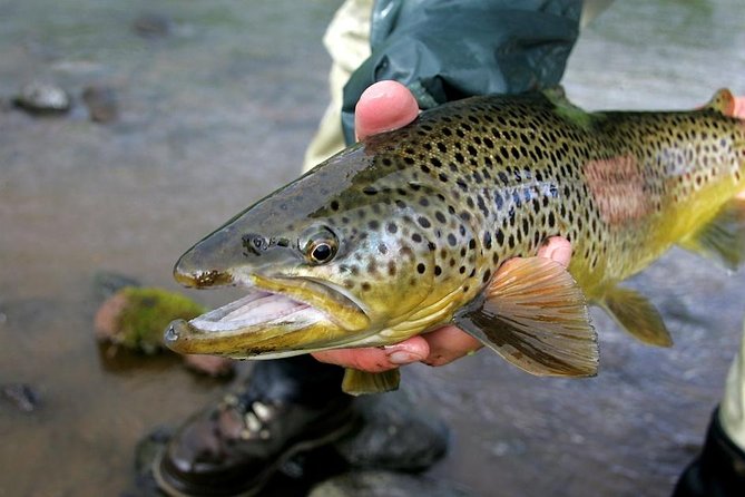 Private Lake and River Fishing Tour from Reykjavik - Golden Circle route: about an hour to the river, then five hours fishing