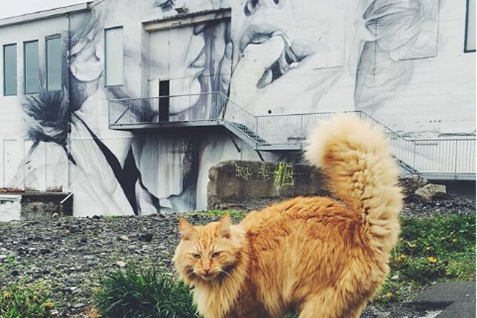 Private Reykjavik Cat Walking Tour - Lake Tjörnin and the “cat in that scene” moment