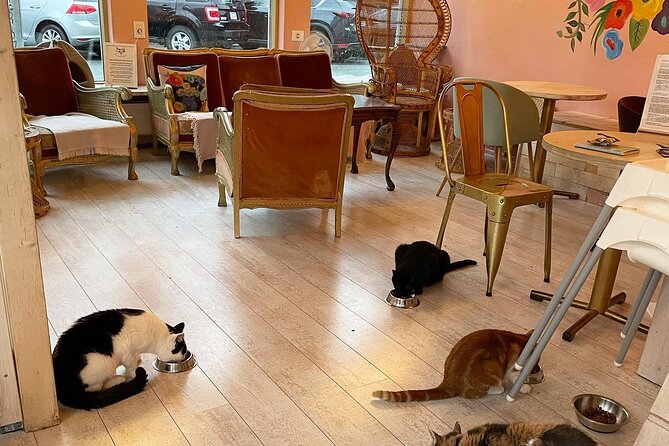 Private Reykjavik Cat Walking Tour - Kattakaffihúsið: the 40-minute cat café break that makes the tour worth it