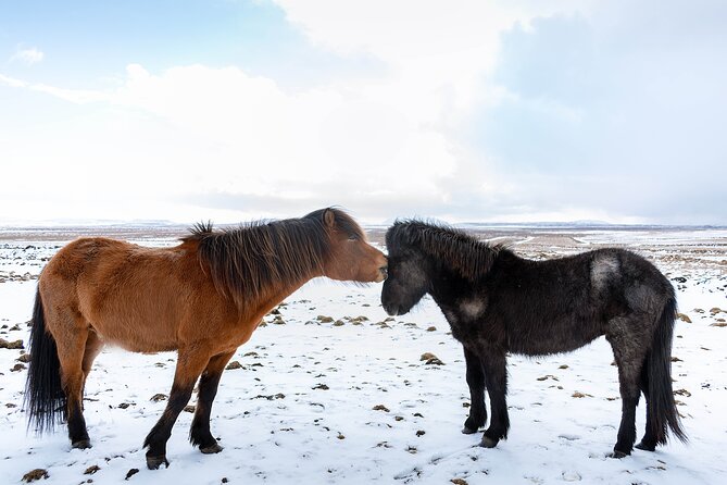 Private Tour Of The Golden Circle With Farm Visits In Iceland - Private Golden Circle with farm stops: why it’s a smart value