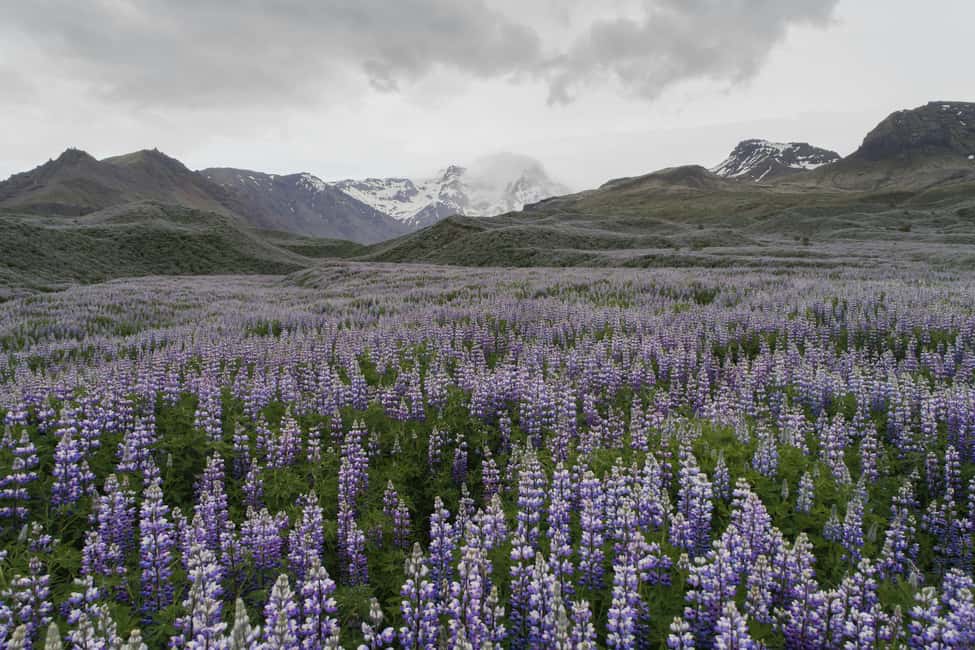 Private Tour to Landmannalaugar. Explore the Highlands - Private Landmannalaugar: What This Day Trip Gets Right