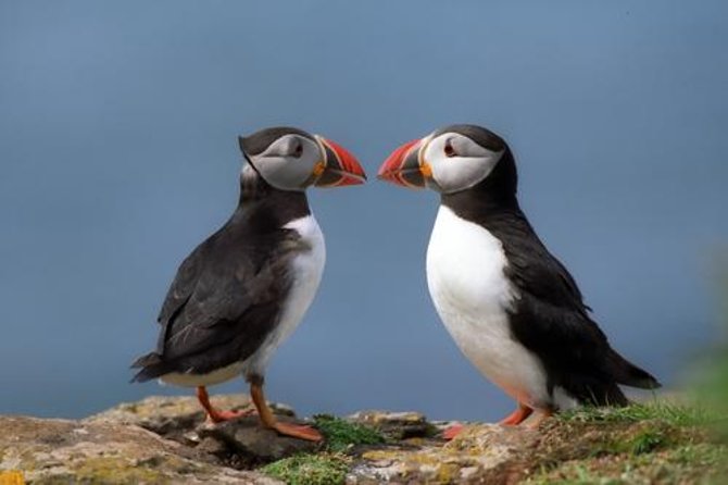 Puffin Cruise with Expert Tour Guide from Reykjavik - Key Things You’ll Notice on This Puffin Cruise