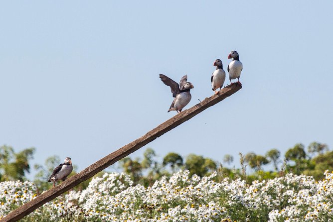 Puffin Cruise with Expert Tour Guide from Reykjavik - Getting There: Meeting at Geirsgata 11 and Picking Your Time