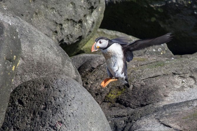 Puffin Cruise with Expert Tour Guide from Reykjavik - Approaching Akurey: Circling the Island and Then Enjoying Quiet Time