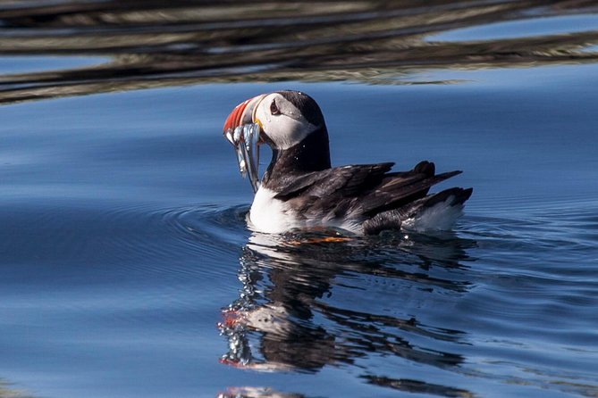 Puffin Cruise with Expert Tour Guide from Reykjavik - Puffin Season Reality Check: When You’ll See Lots vs. When It’s Slim