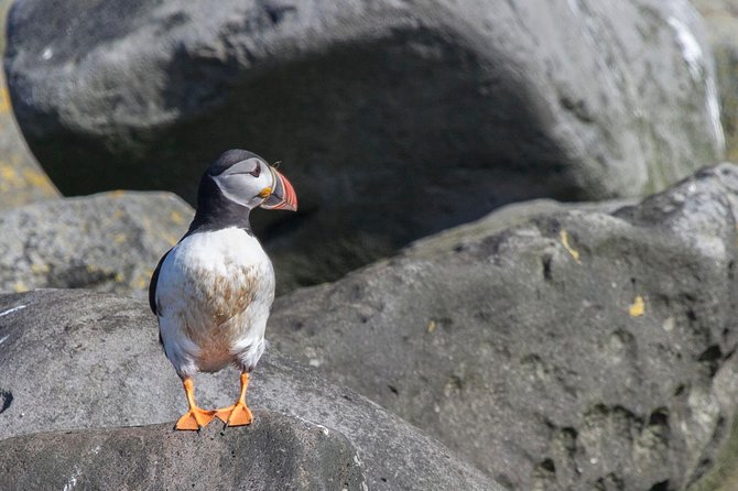 Puffin Cruise with Expert Tour Guide from Reykjavik - What You Learn On Board: Puffins Plus Real Seabird Behavior
