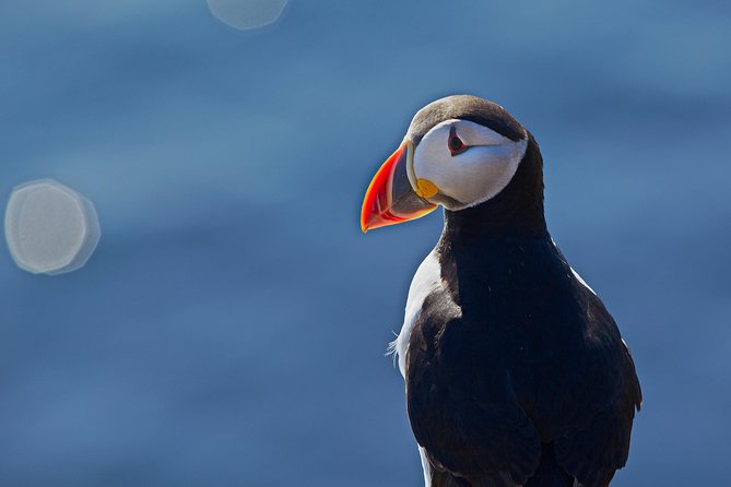 Puffin Cruise with Expert Tour Guide from Reykjavik - Crowds, Sound, and Cameras: Make Your Short Cruise Work for Photos