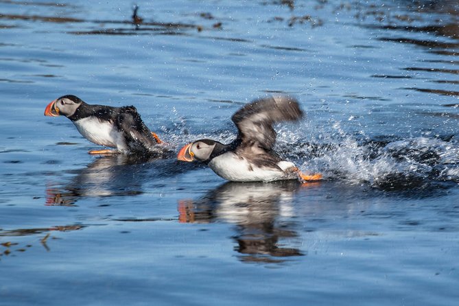 Puffin Cruise with Expert Tour Guide from Reykjavik - Price and Value: Is $63.96 Worth It for About 1 Hour?