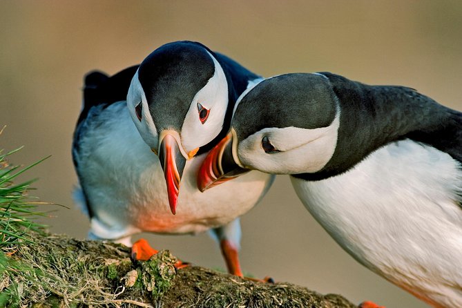 Puffin Cruise with Expert Tour Guide from Reykjavik - The Express Boat Ride: What the Custom Vessel Really Means