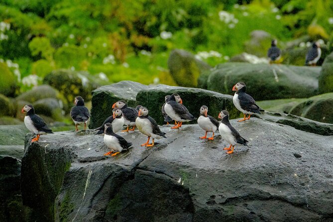 Puffin Watching Speedboat Express - Waterproof Overalls, Gloves, and Goggles: Comfort Is the Whole Game