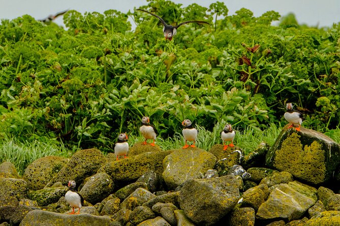 Puffin Watching Speedboat Express - Guide Energy: From Q&A to Bird Facts