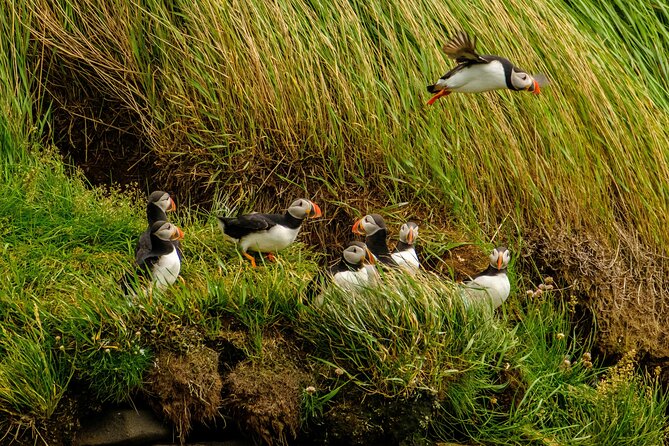 Puffin Watching Speedboat Express - Timing That Works: 12:00 Start and a Short Day Commitment