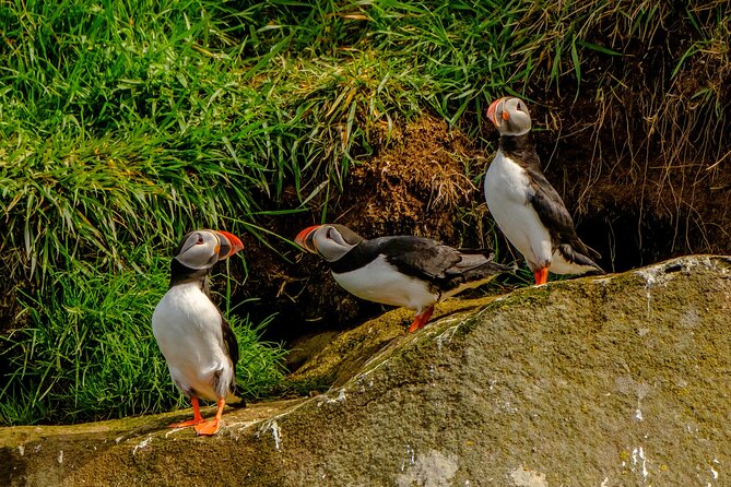 Puffin Watching Speedboat Express - Price and Value: What $76 Buys You