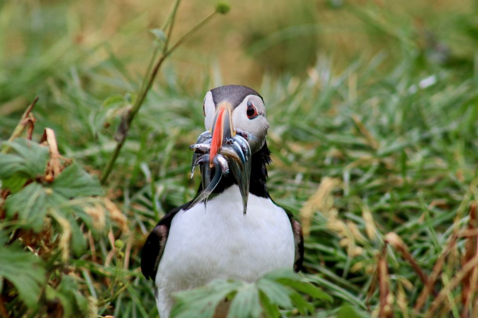Reykjavik: 1-Hour Puffin Watching Tour - Key points to know before you go