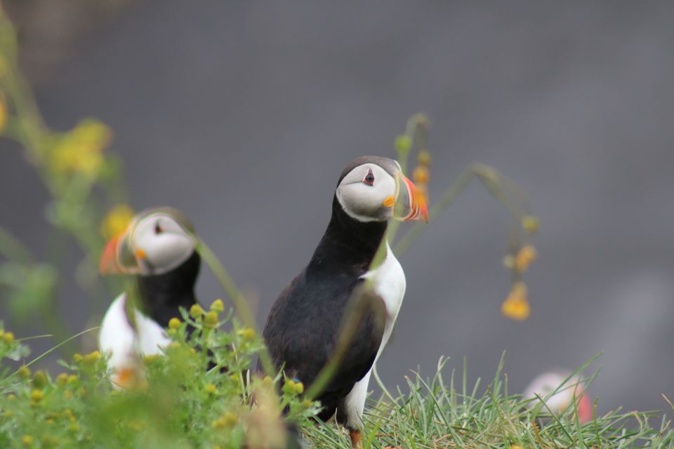 Reykjavik: 1-Hour Puffin Watching Tour - Why This 1-Hour Puffin Tour Works in Reykjavík