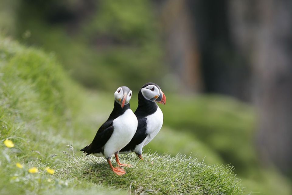 Reykjavik: 1-Hour Puffin Watching Tour - Starting at Ægisgarður 5: The Harbor Is Part of the Day