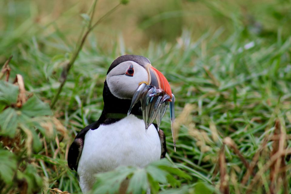 Reykjavik: 1-Hour Puffin Watching Tour - Binoculars and Warm Gear: The Comfort Advantage