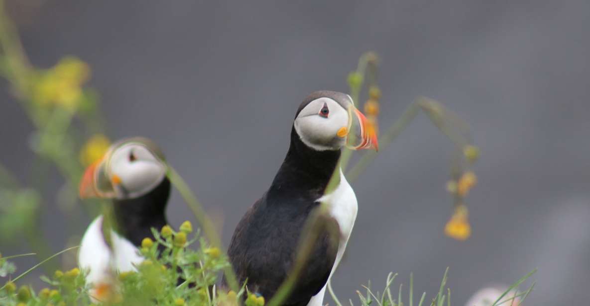 Reykjavik: 1-Hour Puffin Watching Tour - Timing, Tide, and Weather: Your Real Variables