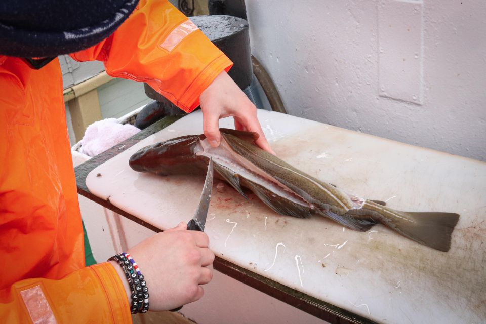 Reykjavik: 3-Hour Sea Angling Gourmet Experience Tour - Key Points at a Glance